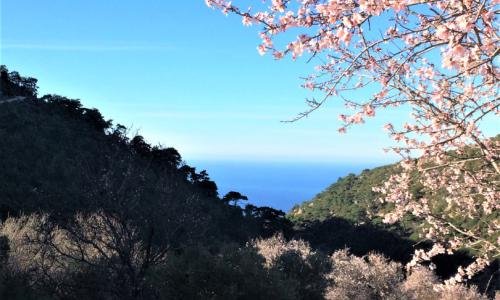 Villa Ambar Ceviz — 25