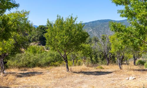 Villa Desiderio — 36