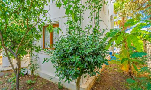 Villa Palm — 53